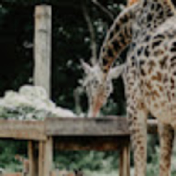 Meet your Posher, Lexi - Picture 1 of 1